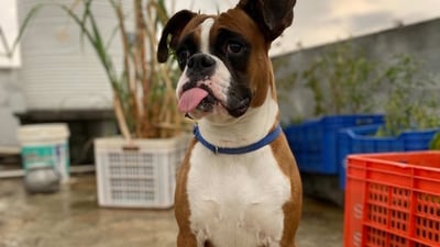Boxer: Boxers are a medium-sized breed known for their playful and energetic nature. They are highly social and make great family dogs, but they do require plenty of exercise and training. (Unsplash) Boxer: Boxers are a medium-sized breed known for their playful and energetic nature. They are highly social and make great family dogs, but they do require plenty of exercise and training. (Unsplash)