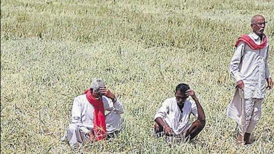 A senior official of the Rajasthan government said small/marginal farmers, landless labourers and farmers of the weaker section face debt related problems due to peculiar circumstances. (Representative Image)