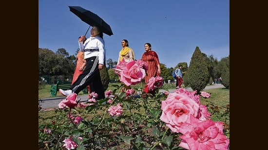 Visitors enjoying sunny weather at the Rose Garden, Sector 16, in Chandigarh on Wednesday. Chandigarh mayor Anup Gupta said the Rose Festival in Chandigarh will commence from February 17 to 19. (Keshav Singh/ HT)