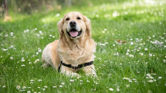 Golden Retriever: Another popular family dog, Golden Retrievers are known for their friendly, gentle, and patient nature. They are highly social and thrive on attention from their human family.&nbsp;(Unsplash)