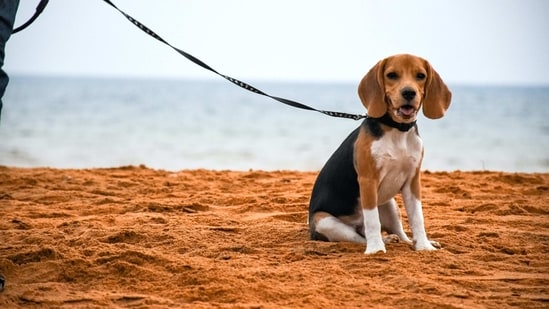 Beagle: Beagles are a small to medium-sized breed with a friendly, affectionate personalities. They love to play and are generally good with children, although they may have a strong prey drive.&nbsp;(Unsplash)