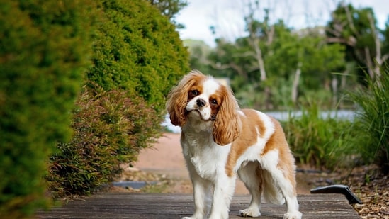 Cavalier King Charles Spaniel: This small breed is known for its affectionate and gentle nature. They are good with children and enjoy cuddling with their humans.&nbsp;(Unsplash)