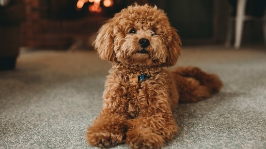 Poodle: Poodles come in a variety of sizes, but all are known for their intelligence, trainability, and friendly nature. They are also hypoallergenic, making them a good choice for families with allergies.&nbsp;(Unsplash)