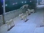 A pride of lioness can be seen roaming freely on the streets.