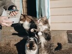 Cat food should be nutritious and of good quality but affordable too.