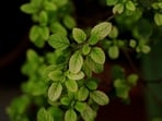 Basil leaves in beauty, skincare routine: 5 ways Tulsi can transform your skin Basil leaves in beauty, skincare routine: 5 ways Tulsi can transform your skin