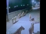 CCTV footage shows a pride of lions walking down the streets of Gujarat. CCTV footage shows a pride of lions walking down the streets of Gujarat.