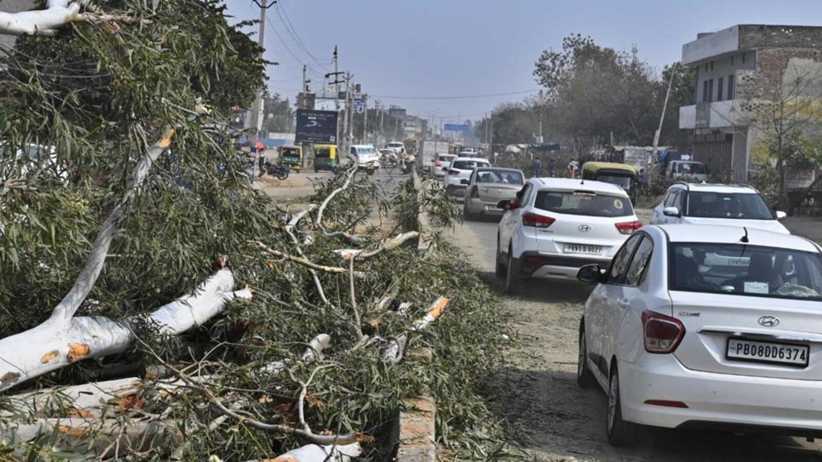 Felling of trees throws traffic out of gear on Ludhiana’s Hambran road ...
