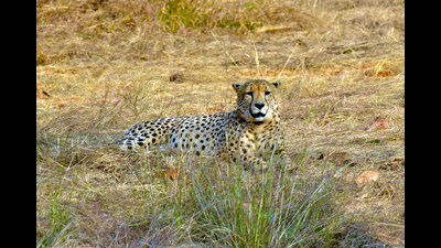 In September last year, Kuno received eight cheetahs from Namibia. (ANI) In September last year, Kuno received eight cheetahs from Namibia. (ANI)