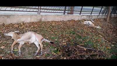Morning walkers spotted the fawns lying dead at Kikar Park in Sector 50, Chandigarh, around 5.30 am on Thursday. (HT Photo)