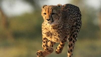 Prime Minister Narendra Modi kicked off the world’s first inter-continental cheetah translocation project on September 17 last year by releasing eight cheetahs brought from Namibia to the Kuno National Park. (Representative Image) Prime Minister Narendra Modi kicked off the world’s first inter-continental cheetah translocation project on September 17 last year by releasing eight cheetahs brought from Namibia to the Kuno National Park. (Representative Image)