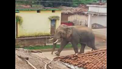 The elephant that went berserk in Mohammadpur Mafi in Uttar Pradesh’s Gorakhpur district on Thursday. (Sourced)