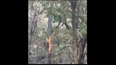 Tiger runs after leopard in a viral video. (Twitter/@susantananda3)