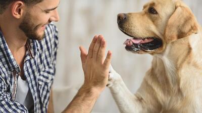 Who’s a good boy? (Shutterstock) Who’s a good boy? (Shutterstock)