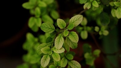 Basil leaves in beauty, skincare routine: 5 ways Tulsi can transform your skin (Image by Bhushir Kachchhi from Pixabay ) Basil leaves in beauty, skincare routine: 5 ways Tulsi can transform your skin (Image by Bhushir Kachchhi from Pixabay )