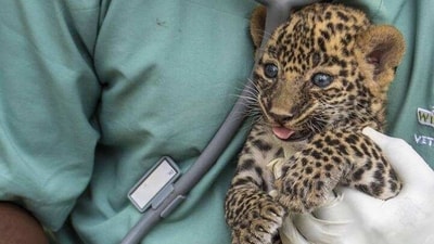 The video of the rescued cubs showed the animals being fed milk by the wildlife officers. (File/representative) The video of the rescued cubs showed the animals being fed milk by the wildlife officers. (File/representative)