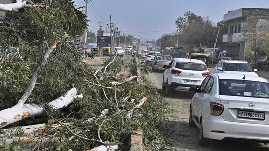 Fallen trees on Hambran road amid road widening project threw traffic out of gear in Ludhiana. (Gurpreet Singh/HT)