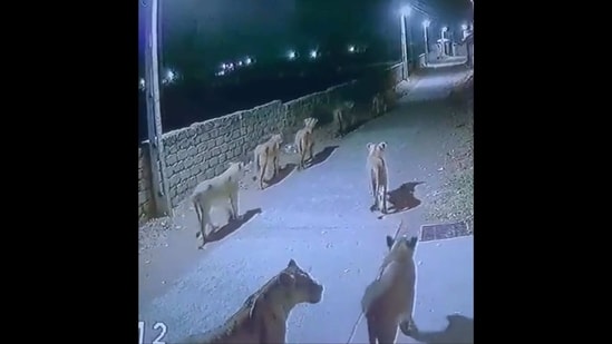 CCTV footage shows a pride of lions walking down the streets of Gujarat. (Twitter/@susantananda3)