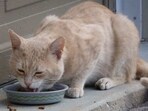 Like us, pets like cats can have sensitive stomachs and need specific food.