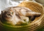 If you like travelling with your cat, owning a cat basket becomes essential.