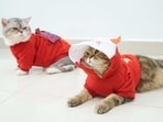 Cat clothes are an important part of the overall grooming process and should not be neglected.