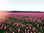 NDMC organises Tulip Festival from 14th to 26th February at Shantipath NDMC organises Tulip Festival from 14th to 26th February at Shantipath