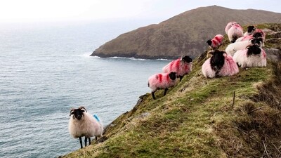 Sheep seen standing on a cliff near the Keem beach on Achill Island, on January 31-- the filming location of the movie ‘The Banshees of Inisherin’, which is up for 10 BAFTA awards, this Sunday. Among those whom he thanked for receiving a Golden Globe for his role in the film, Colin Farrell cited the inhabitants of the Irish islands, who are already benefitting from the exposure offered by the movie. (Paul Faith / AFP) Sheep seen standing on a cliff near the Keem beach on Achill Island, on January 31-- the filming location of the movie ‘The Banshees of Inisherin’, which is up for 10 BAFTA awards, this Sunday. Among those whom he thanked for receiving a Golden Globe for his role in the film, Colin Farrell cited the inhabitants of the Irish islands, who are already benefitting from the exposure offered by the movie. (Paul Faith / AFP)