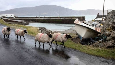 Sheep walk past Purteen harbour on January 31. Filming was an economic boon for Achill, injecting 1.7 million euros ($1.8 million) into the area, home to fewer than 3,000 inhabitants. Now it is looking to capitalize on a tourism bounce. Every time a clip from the film or an awards speech goes viral online, McCarthy and his team see a surge in bookings. (Paul Faith / AFP) Sheep walk past Purteen harbour on January 31. Filming was an economic boon for Achill, injecting 1.7 million euros ($1.8 million) into the area, home to fewer than 3,000 inhabitants. Now it is looking to capitalize on a tourism bounce. Every time a clip from the film or an awards speech goes viral online, McCarthy and his team see a surge in bookings. (Paul Faith / AFP)