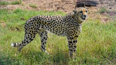 Kuno National Park received eight cheetahs from Namibia on September 17 last year, all of which were released into an enclosure by Prime Minister Narendra Modi. (PTI) Kuno National Park received eight cheetahs from Namibia on September 17 last year, all of which were released into an enclosure by Prime Minister Narendra Modi. (PTI)