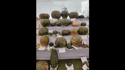 Some of the exhibits at the Regional Fruit, Vegetable and Flower Exhibition, 2023 (HT Photo) Some of the exhibits at the Regional Fruit, Vegetable and Flower Exhibition, 2023 (HT Photo)