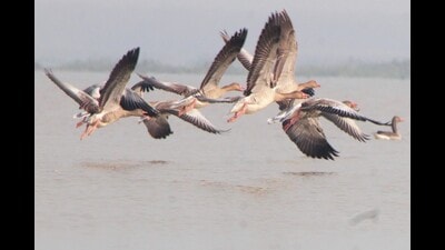 This year’s count of birds is the lowest in the last eight years at Harike, also known as Hari-ke-Pattan, which is the country’s second largest wetland. (HT Photo) This year’s count of birds is the lowest in the last eight years at Harike, also known as Hari-ke-Pattan, which is the country’s second largest wetland. (HT Photo)