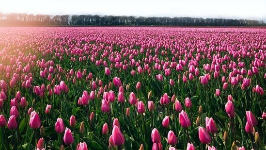 NDMC organises Tulip Festival from 14th to 26th February at Shantipath (Representative image from Unsplash)