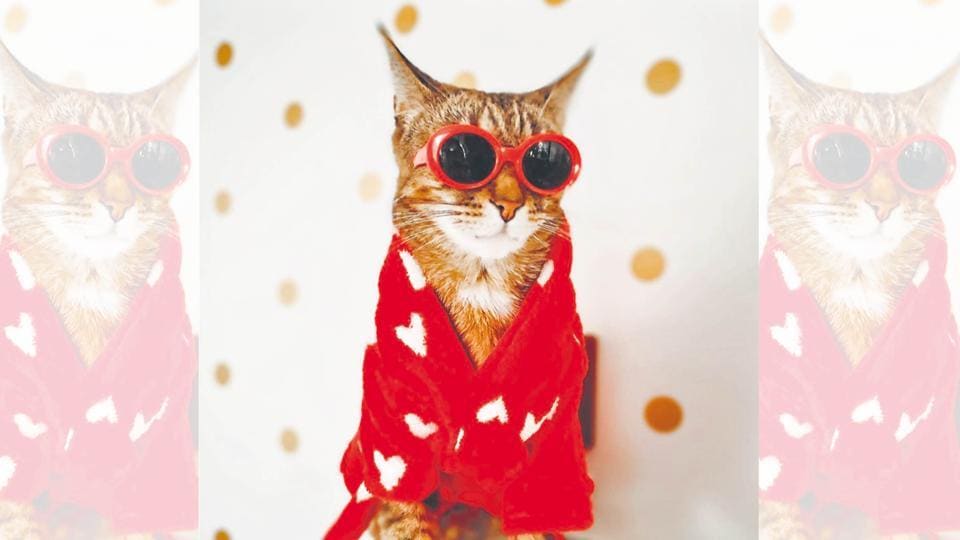 catsofinstagram: If you like cats, you’re probably already following this account. From Reels to posts to memes to just plain, static images (yes, those still exist) of all-round cute kitties and grumpy cats, this page has something for everyone.