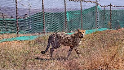 A Cheetah brought from South Africa was released in an enclosure at Palpur, Kuno National Park, Madhya Pradesh, in Sheopur, Saturday. (PTI) A Cheetah brought from South Africa was released in an enclosure at Palpur, Kuno National Park, Madhya Pradesh, in Sheopur, Saturday. (PTI)