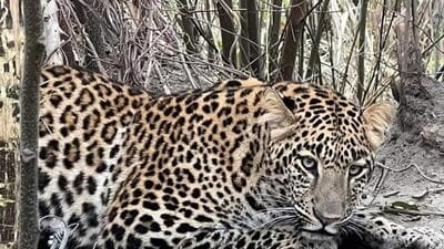 A leopard caught in a clutch-wire snare. (COURTESY: PUNJAB FORESTS & WILDLIFE PRESERVATION DEPARTMENT) A leopard caught in a clutch-wire snare. (COURTESY: PUNJAB FORESTS & WILDLIFE PRESERVATION DEPARTMENT)