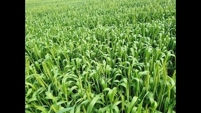 Amid reports that rise in day temperature could impact the wheat output, the Indian Institute of Wheat and Barley Research (IIWBR), Karnal, has issued a few measures to lessen the impact of the rising mercury on the crop if the temperature reaches beyond certain limits. Farmers were also told to monitor wheat crop to check yellow rust disease. (HT Photo) Amid reports that rise in day temperature could impact the wheat output, the Indian Institute of Wheat and Barley Research (IIWBR), Karnal, has issued a few measures to lessen the impact of the rising mercury on the crop if the temperature reaches beyond certain limits. Farmers were also told to monitor wheat crop to check yellow rust disease. (HT Photo)