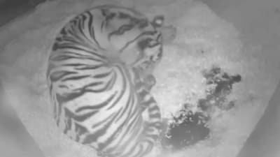 Tiger gives birth to rare Sumatran tiger at Chester Zoo. (YouTube/@Chester Zoo) Tiger gives birth to rare Sumatran tiger at Chester Zoo. (YouTube/@Chester Zoo)