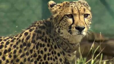 With the addition of 12 more cheetahs, the total number of cheetahs in Kuno has gone up to 20 (File Photo)