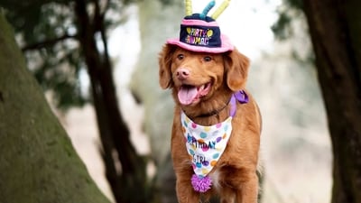 From making them a special meal to planning a party or going on an adventure, there are countless fun ways to celebrate your pet's birthday. (Unsplash) From making them a special meal to planning a party or going on an adventure, there are countless fun ways to celebrate your pet's birthday. (Unsplash)