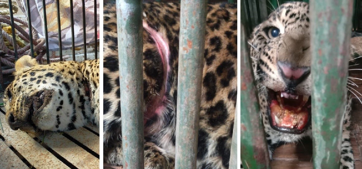 Wounds inflicted by clutch wire traps and (extreme right) a leopard that survived. (PHOTOS COURTESY: MC ZOOLOGICAL PARK, CHHATBIR) Wounds inflicted by clutch wire traps and (extreme right) a leopard that survived. (PHOTOS COURTESY: MC ZOOLOGICAL PARK, CHHATBIR)