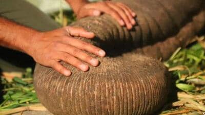 Elephant Moti was brought to Ramnagar from Bihar by its owner in 2020 (Twitter Photo) Elephant Moti was brought to Ramnagar from Bihar by its owner in 2020 (Twitter Photo)