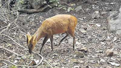 Velhe Forest, located in the foothills of the Rajgad Fort is home to 496-odd unique species, including barking deer (in the picture). There are several species of birds, butterflies, moths, terrestrial bugs and beetles, researchers also discovered 34 aquatic bugs, 30 aquatic beetles, 33 odonates, 19 mammals, 16 reptiles, 14 molluscs, 14 amphibians, 11 types of freshwater fish and 9 different spiders. (Raintree Foundation) Velhe Forest, located in the foothills of the Rajgad Fort is home to 496-odd unique species, including barking deer (in the picture). There are several species of birds, butterflies, moths, terrestrial bugs and beetles, researchers also discovered 34 aquatic bugs, 30 aquatic beetles, 33 odonates, 19 mammals, 16 reptiles, 14 molluscs, 14 amphibians, 11 types of freshwater fish and 9 different spiders. (Raintree Foundation)