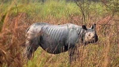 The decision was taken at the 3rd Asian Rhino Range Countries Meeting held at Chitwan (Nepal) from February 3 to 5. (REUTERS/Representational Image) The decision was taken at the 3rd Asian Rhino Range Countries Meeting held at Chitwan (Nepal) from February 3 to 5. (REUTERS/Representational Image)