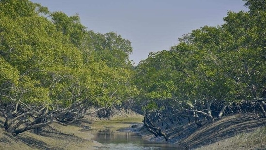 The bench noted that mangroves protect life and property by obstructing strong winds and tidal actions. (Getty Images/iStockphoto)
