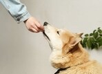 A big dog like a German Shepherd needs a great balanced meal, which includes proteins, fats and fibre.