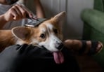 To ensure proper grooming of your dog, you can use bath brushes designed especially for them.