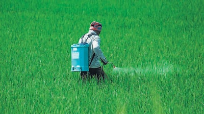 A man spraying insecticides manually by hand on a agriculture green field full of green new corp plants in a sunny daylight (Shutterstock) A man spraying insecticides manually by hand on a agriculture green field full of green new corp plants in a sunny daylight (Shutterstock)
