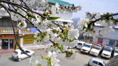 An unusually warm February has raised concerns of fruit growers in Himachal Pradesh as it has led to premature flowering in apple trees that signals poor fruit setting. (Deepak Sansta/HT)