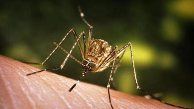 Japanese encephalitis is a viral brain infection that’s spread through mosquito bites (Representative Photo) Japanese encephalitis is a viral brain infection that’s spread through mosquito bites (Representative Photo)