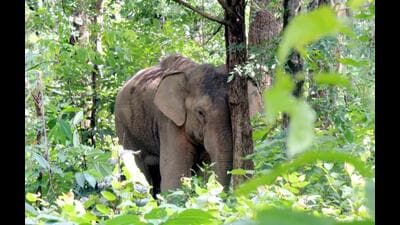 The elephant is said to have entered the Kuru area from the Latehar district on Sunday and killed one person near Kuru, a forest officer said. (HT Photo/Picture for representation) The elephant is said to have entered the Kuru area from the Latehar district on Sunday and killed one person near Kuru, a forest officer said. (HT Photo/Picture for representation)